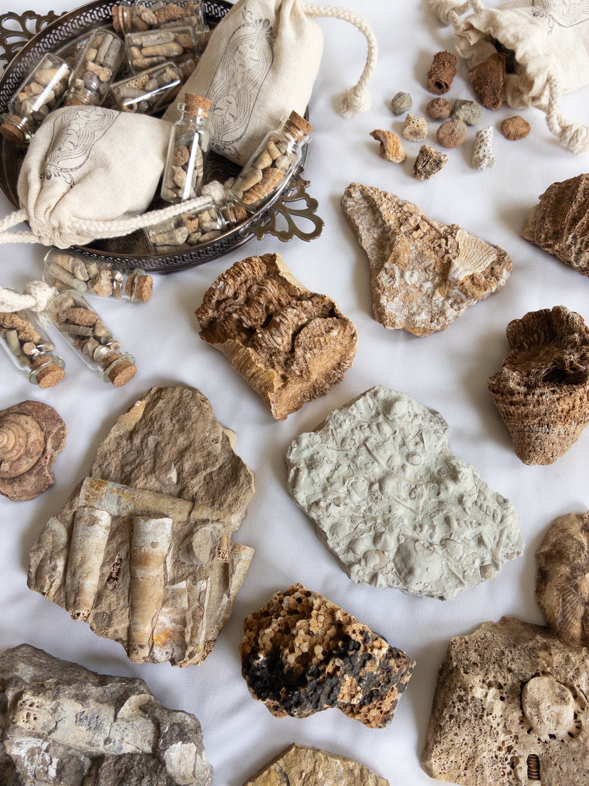 FOSSIL SPECIMENS