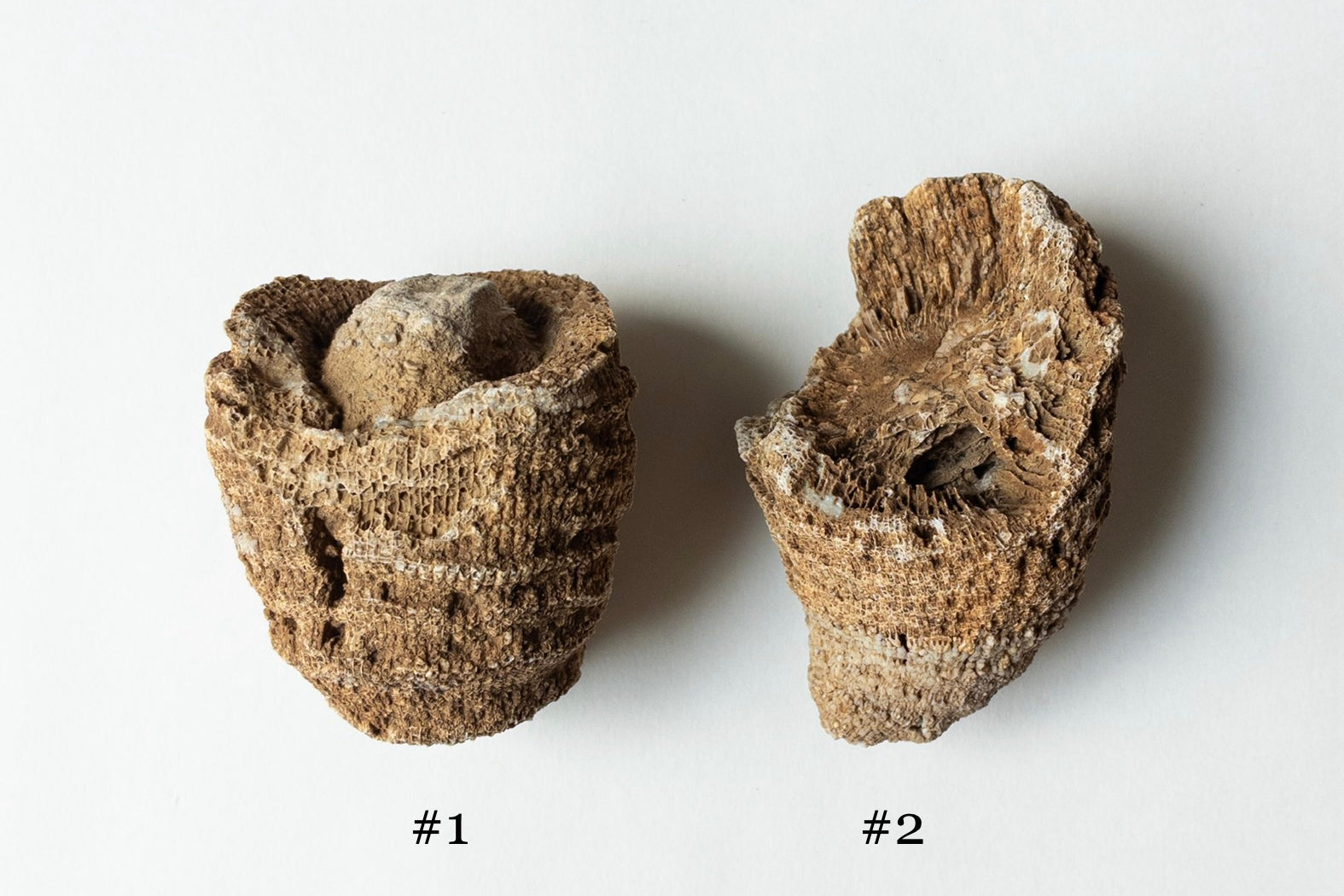 Horn Coral